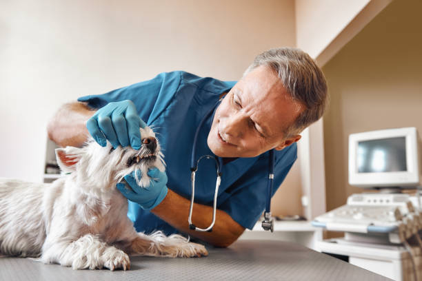 Best Weekend Emergency Dentist in Nett, MO